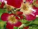 (13) old rose